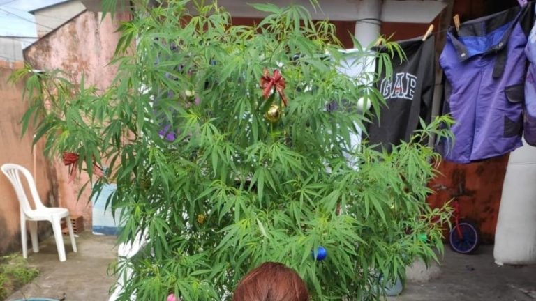 O Natal do maconheiro – Alexandre Archer