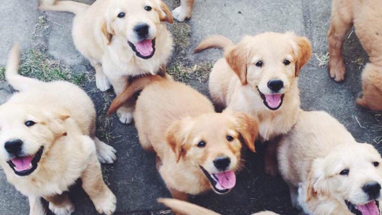 Vídeos fofinhos de bichinhos para alegrar a sua semana