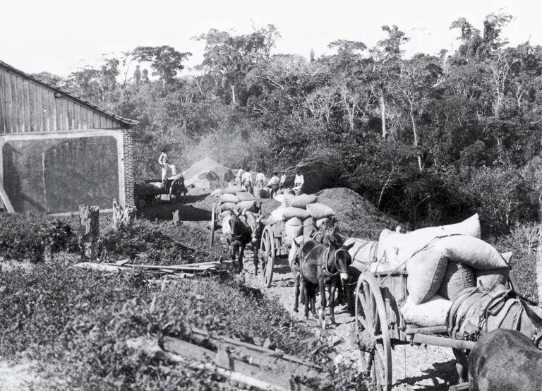 A história da vovó na roça