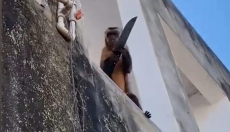 A Barbárie é um Atributo Humano