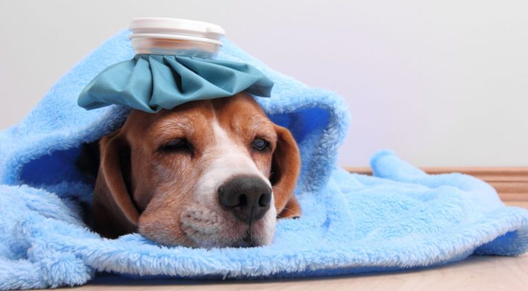Comissão aprova inclusão de plano de saúde para pets entre benefícios para trabalhadores