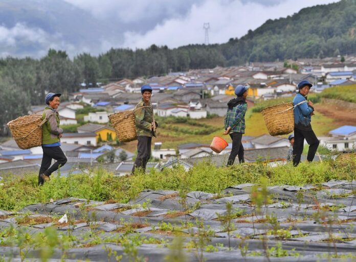 campo-rural-Xinhua-Liu-Kun